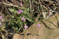 Centaurium roxburghii